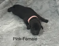 Pink-Female, a female Labrador Retriever for sale in Glencoe, MN – 1 of 5