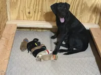 Orange-Female, a female Labrador Retriever for sale in Glencoe, MN – 5 of 5
