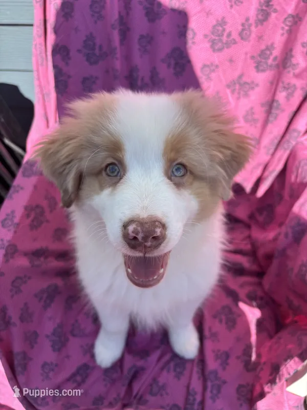 August  – Australian Shepherd puppy for sale in Boston, MA