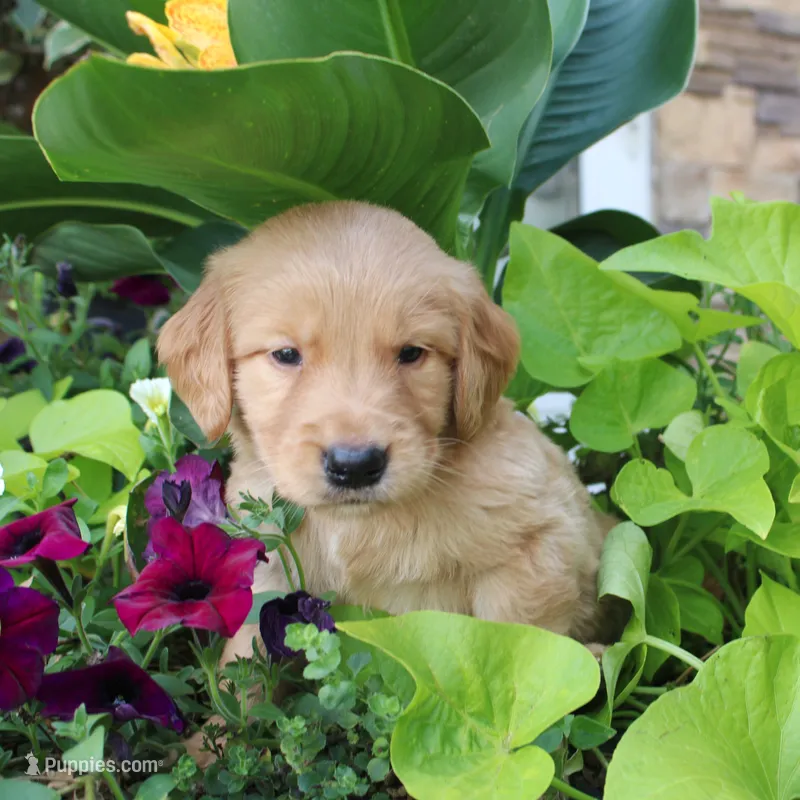 Caramel  – Golden Retriever puppy for sale in Curtiss, WI
