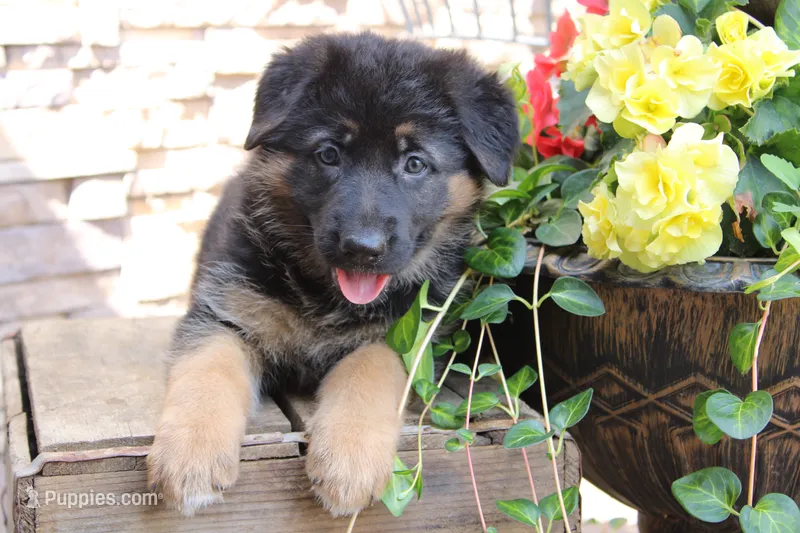 Tiffany – German Shepherd Dog puppy for sale in Curtiss, WI