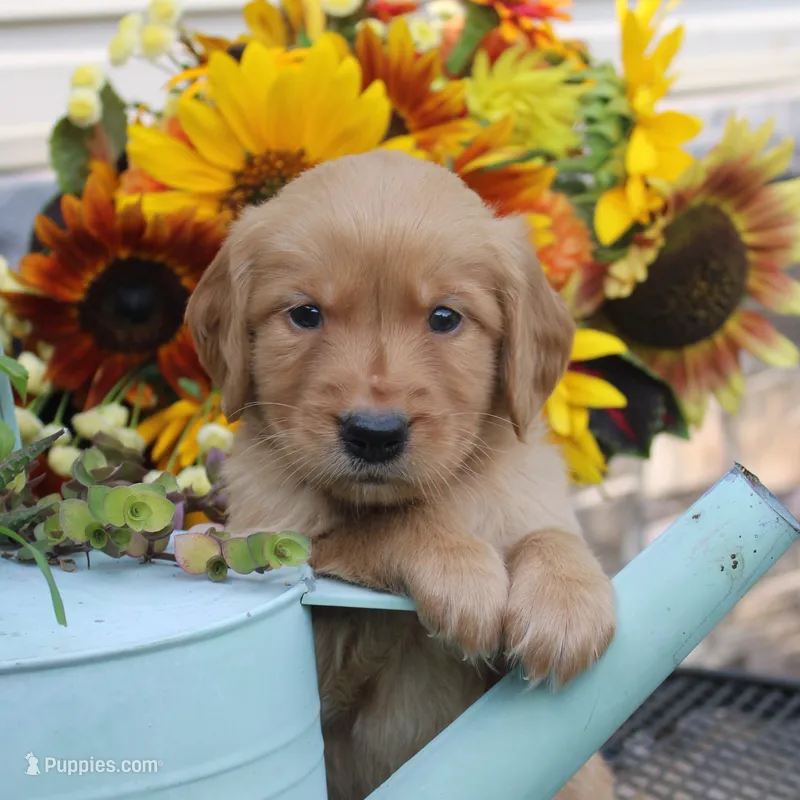 Peanut  – Golden Retriever puppy for sale in Curtiss, WI