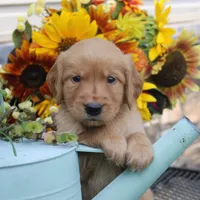 Peanut , a male Golden Retriever for sale in Curtiss, WI – 1 of 1