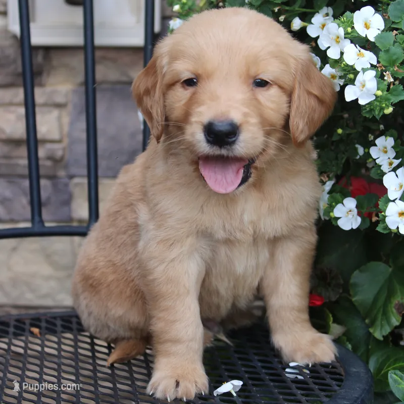 Sporty  – Golden Retriever puppy for sale in Curtiss, WI