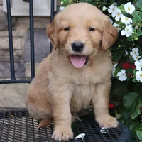 Sporty , a male Golden Retriever for sale in Curtiss, WI – 1 of 1