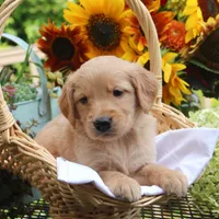 Toby , a male Golden Retriever for sale in Curtiss, WI – 1 of 1