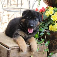 Tiffany, a female German Shepherd Dog for sale in Curtiss, WI – 2 of 3