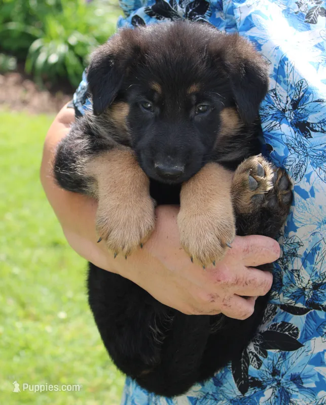 Sam – German Shepherd Dog puppy for sale in Curtiss, WI