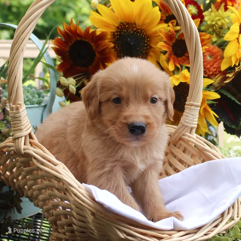 Rocky  – Golden Retriever puppy for sale in Curtiss, WI