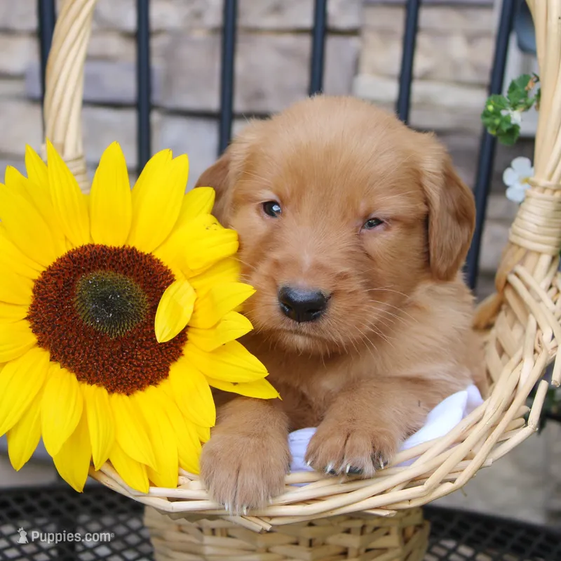 Max – Golden Retriever puppy for sale in Curtiss, WI