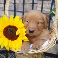 Max, a male Golden Retriever for sale in Curtiss, WI – 1 of 1