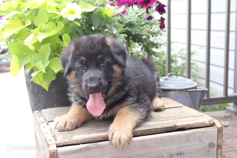 Buddy – German Shepherd Dog puppy for sale in Curtiss, WI