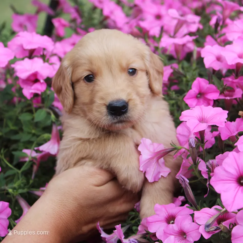 Lila – Golden Retriever puppy for sale in Curtiss, WI