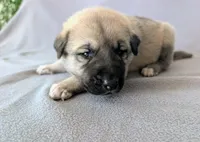 Odin, a male Anatolian Shepherd Dog for sale in Walnut Grove, MO – 5 of 6