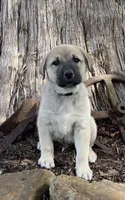 Bandit, a male Anatolian Shepherd Dog for sale in Walnut Grove, MO – Photo 4 of 5