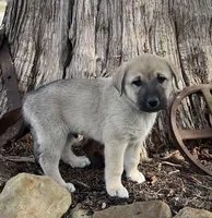 Bandit, a male Anatolian Shepherd Dog for sale in Walnut Grove, MO – Photo 5 of 5