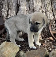 Bandit, a male Anatolian Shepherd Dog for sale in Walnut Grove, MO – Photo 3 of 5