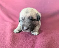 Storm, a female Anatolian Shepherd Dog for sale in Walnut Grove, MO – 3 of 7