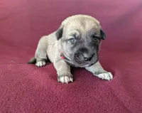 Athena, a female Anatolian Shepherd Dog for sale in Walnut Grove, MO – 5 of 7