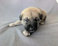 Odin, a male Anatolian Shepherd Dog for sale in Walnut Grove, MO – 4 of 6