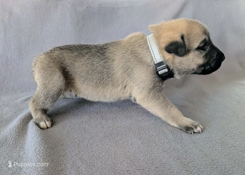 Loki – Anatolian Shepherd Dog puppy for sale in Walnut Grove, MO