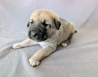 Odin, a male Anatolian Shepherd Dog for sale in Walnut Grove, MO – 6 of 6