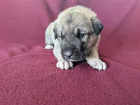 Stella, a female Anatolian Shepherd Dog for sale in Walnut Grove, MO – 6 of 6
