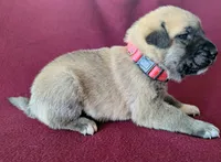Luna, a female Anatolian Shepherd Dog for sale in Walnut Grove, MO – 3 of 5