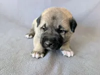 Vision, a male Anatolian Shepherd Dog for sale in Walnut Grove, MO – 3 of 6