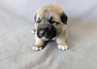 Vision, a male Anatolian Shepherd Dog for sale in Walnut Grove, MO – 2 of 6