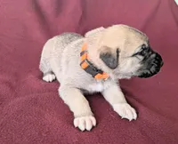 Stella, a female Anatolian Shepherd Dog for sale in Walnut Grove, MO – 5 of 6