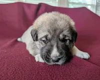 Xena, a female Anatolian Shepherd Dog for sale in Walnut Grove, MO – 4 of 6