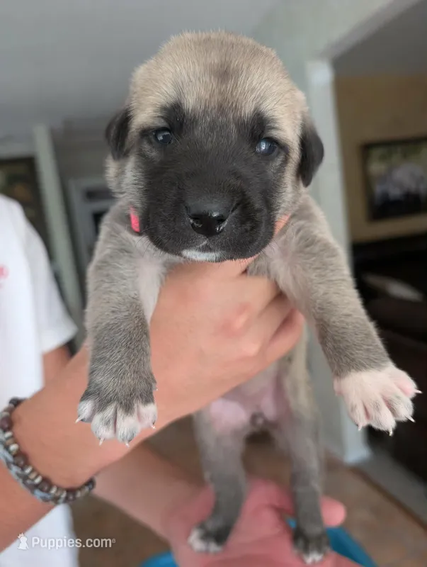 Luna – Anatolian Shepherd Dog puppy for sale in Walnut Grove, MO