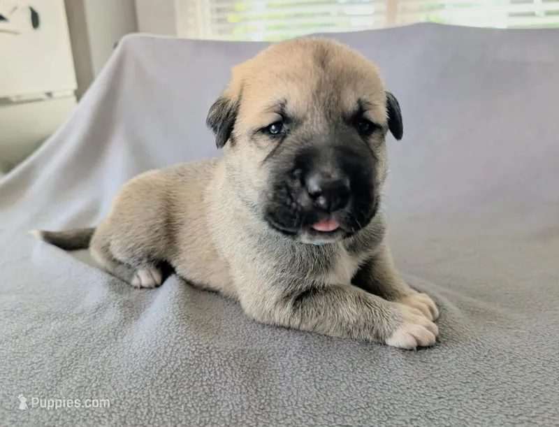 Thor – Anatolian Shepherd Dog puppy for sale in Walnut Grove, MO