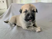 Thor, a male Anatolian Shepherd Dog for sale in Walnut Grove, MO – 1 of 7