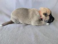 Groot, a male Anatolian Shepherd Dog for sale in Walnut Grove, MO – 4 of 5