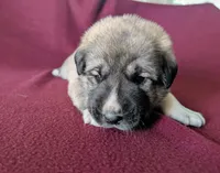 Xena, a female Anatolian Shepherd Dog for sale in Walnut Grove, MO – 3 of 6