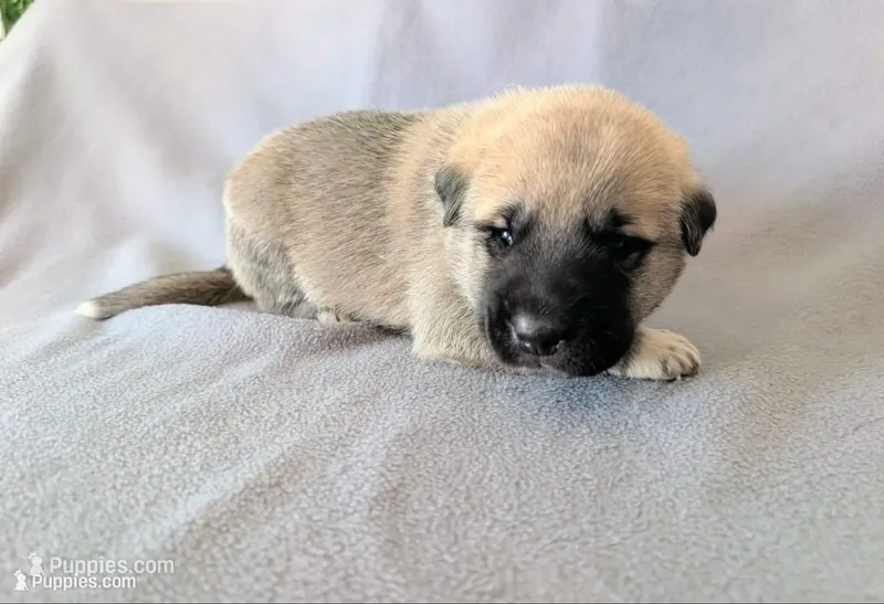 Groot – Anatolian Shepherd Dog puppy for sale in Walnut Grove, MO