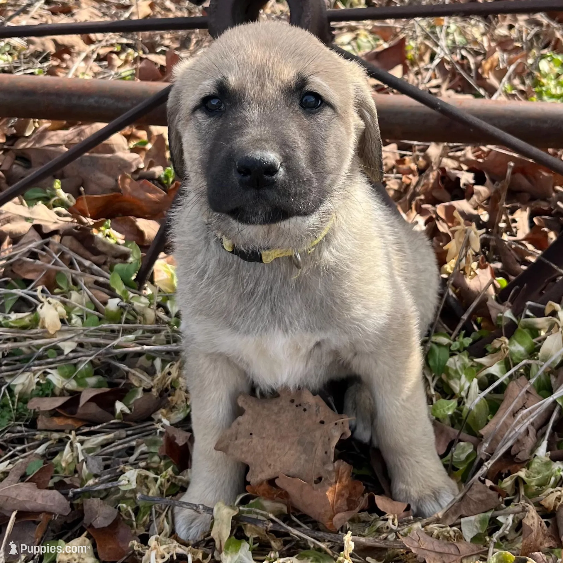 Blanca, a female Anatolian Shepherd Dog for sale in Walnut Grove, MO – Photo 5 of 8