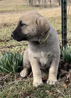 Blanca, a female Anatolian Shepherd Dog for sale in Walnut Grove, MO – Photo 2 of 8