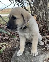 Blanca, a female Anatolian Shepherd Dog for sale in Walnut Grove, MO – Photo 3 of 8