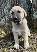 Blanca, a female Anatolian Shepherd Dog for sale in Walnut Grove, MO – Photo 6 of 8