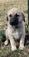 Blanca, a female Anatolian Shepherd Dog for sale in Walnut Grove, MO – Photo 1 of 8