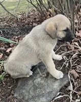 Blanca, a female Anatolian Shepherd Dog for sale in Walnut Grove, MO – Photo 8 of 8