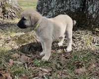 Blanca, a female Anatolian Shepherd Dog for sale in Walnut Grove, MO – Photo 7 of 8