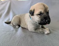 Thor, a male Anatolian Shepherd Dog for sale in Walnut Grove, MO – 6 of 7
