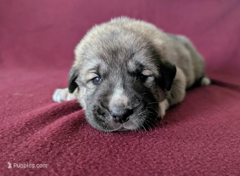 Xena – Anatolian Shepherd Dog puppy for sale in Walnut Grove, MO