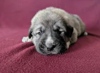 Xena, a female Anatolian Shepherd Dog for sale in Walnut Grove, MO – 1 of 6