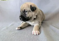 Loki, a male Anatolian Shepherd Dog for sale in Walnut Grove, MO – 5 of 8