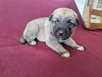 Athena, a female Anatolian Shepherd Dog for sale in Walnut Grove, MO – 6 of 7